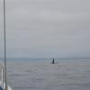A big bull Killer Whale breaching just off from their boat.