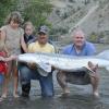 An 8-ft Sturgeon caught on the Fraser River, B.C. Was released soon after as it is catch and release only in this river for sturgeon. 